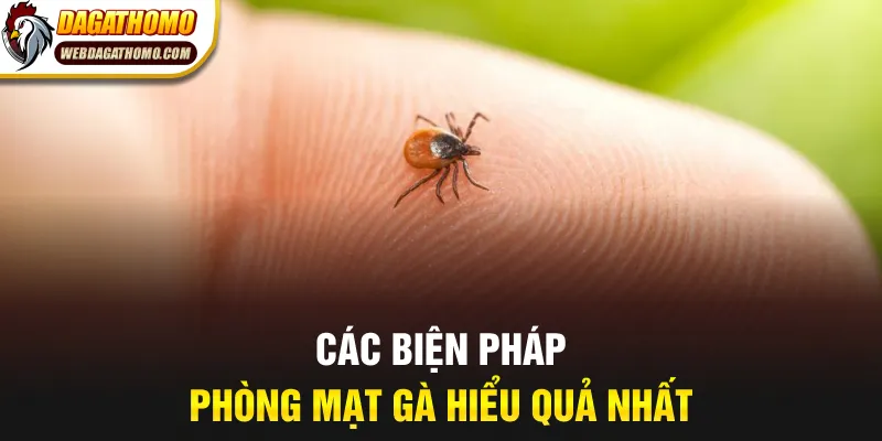 Các biện pháp phòng mạt gà hiểu quả nhất