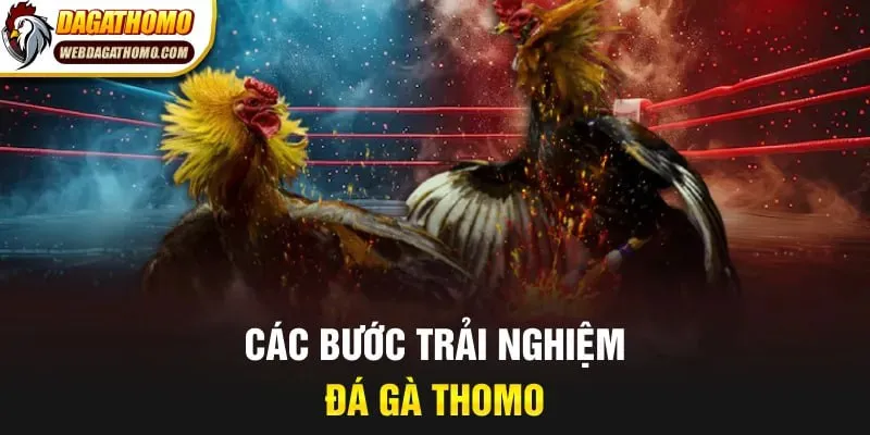 Các bước trải nghiệm đá gà Thomo