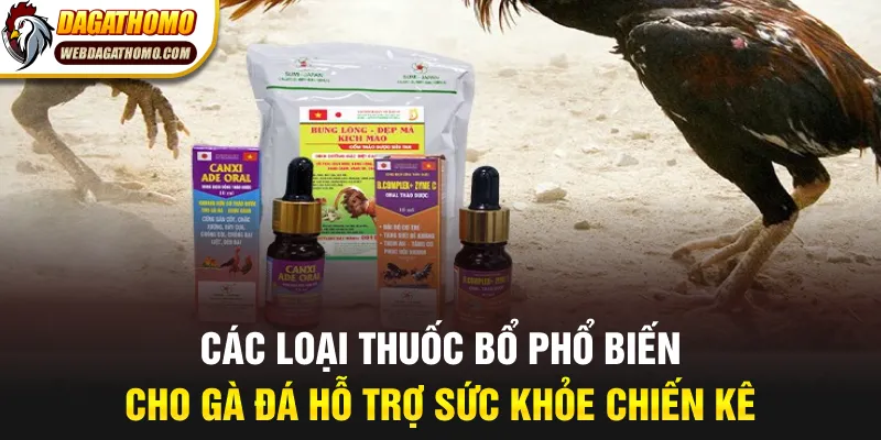 Các loại thuốc bổ phổ biến cho gà đá hỗ trợ sức khỏe chiến kê