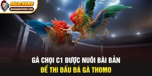 Cách nuôi gà chọi c1 để thi đấu đá gà thomo