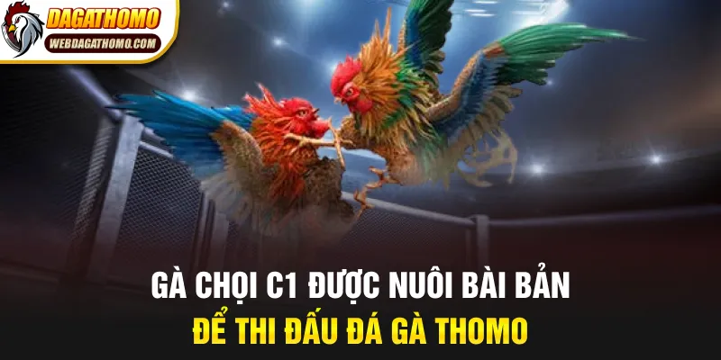 Cách nuôi gà chọi c1 để thi đấu đá gà thomo