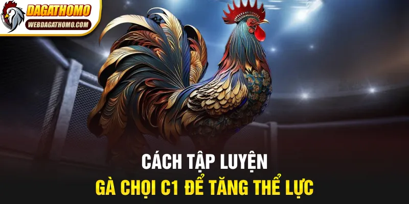 Cách tập luyện gà chọi c1 để tăng thể lực