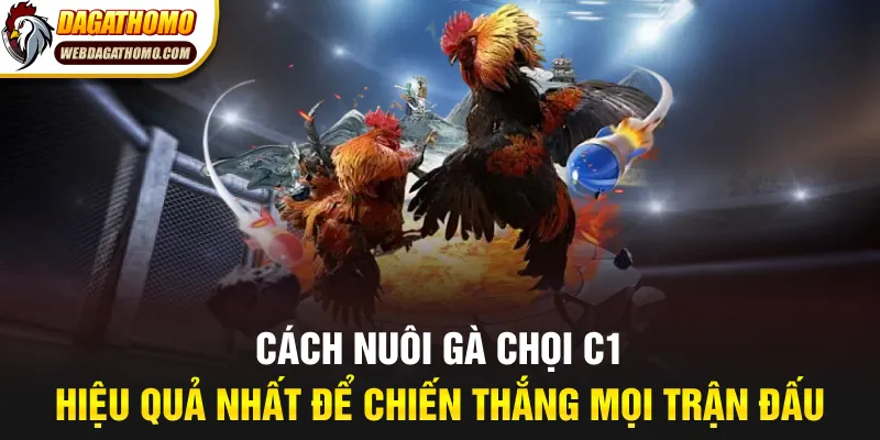 Gà chọi c1 được nuôi bài bản để thi đấu tại trường đá gà thomo