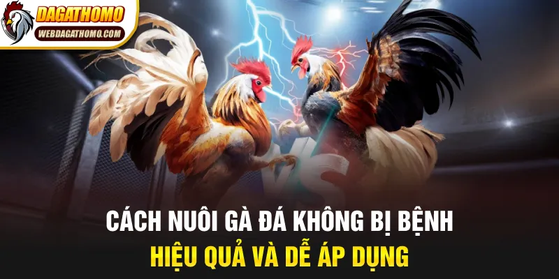 Cách nuôi gà đá không bị bệnh hiệu quả và dễ áp dụng