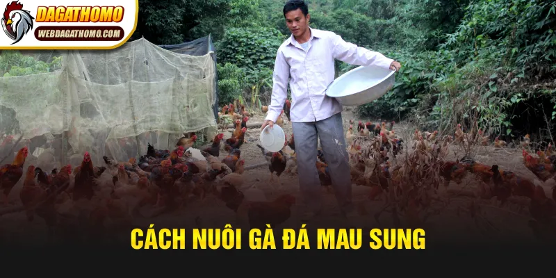 Cách nuôi gà đá mau sung