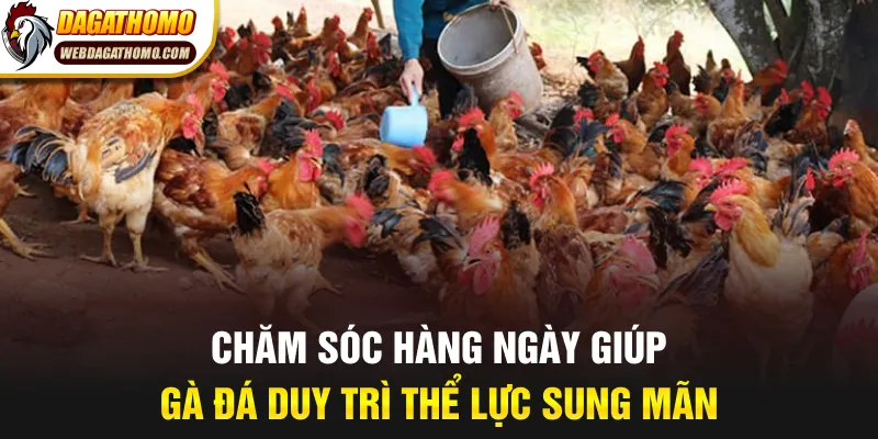 Chăm sóc hàng ngày giúp gà đá duy trì thể lực sung mãn