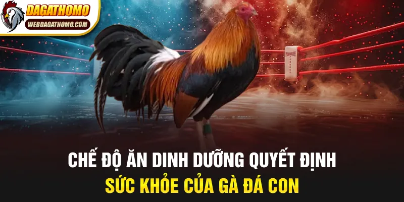 Chế độ ăn dinh dưỡng quyết định sức khỏe của gà đá con