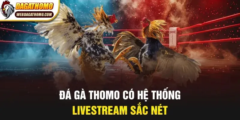 Đá gà Thomo có hệ thống livestream sắc nét