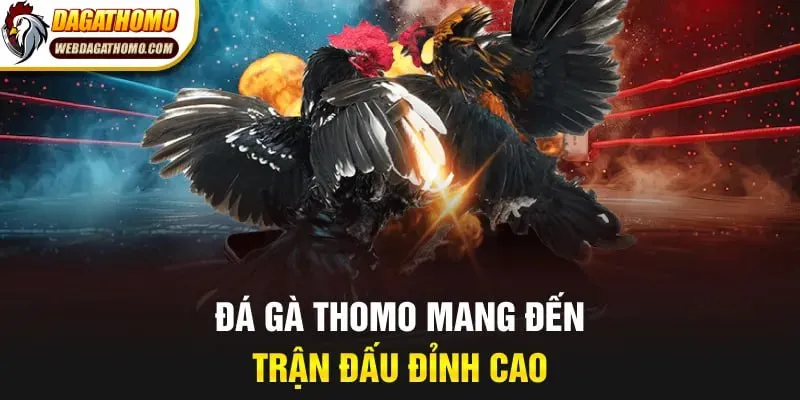 Đá gà Thomo mang đến trận đấu đỉnh cao