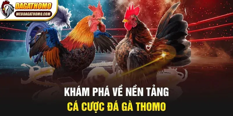 Khám phá về nền tảng cá cược đá gà Thomo