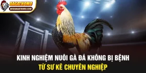 Kinh nghiệm nuôi gà không bị bệnh