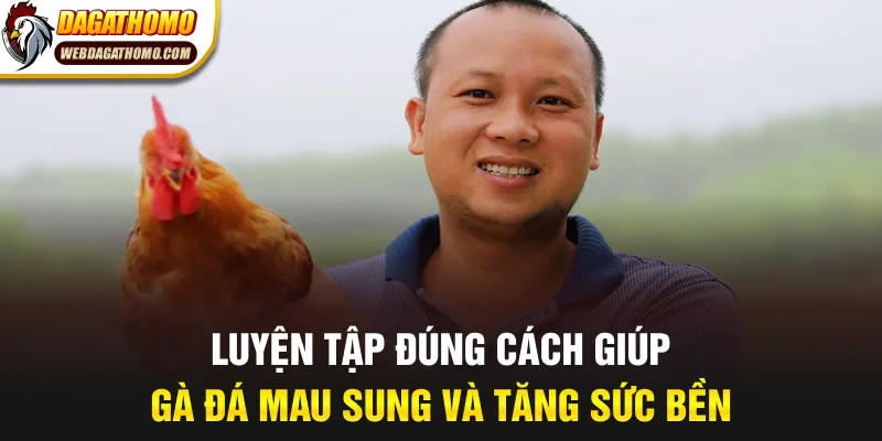 Luyện tập đúng cách giúp gà đá mau sung và tăng sức bền