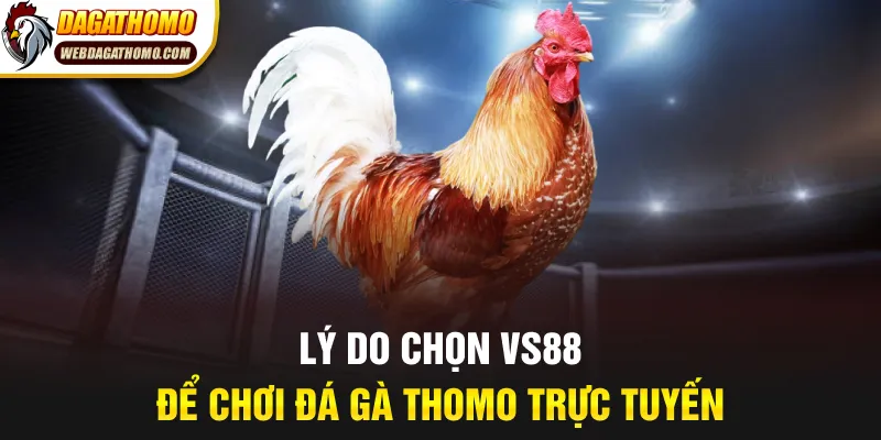 Lý do chọn VS88 để chơi đá gà Thomo trực tuyến