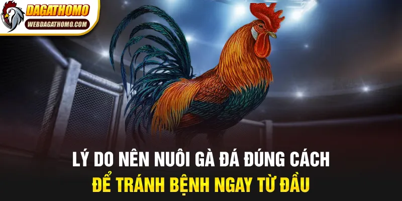 Lý do nên nuôi gà đá đúng cách để tránh bệnh ngay từ đầu