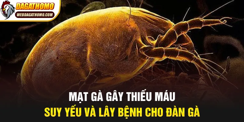 Mạt gà gây thiếu máu suy yếu và lây bệnh cho đàn gà