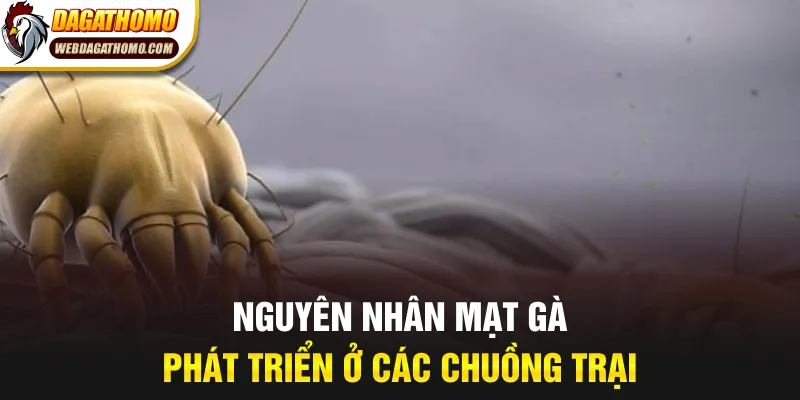Nguyên nhân mạt gà phát triển ở các chuồng trại