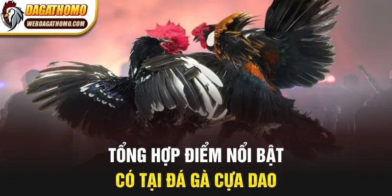 Tổng hợp điểm nổi bật có tại đá gà cựa dao