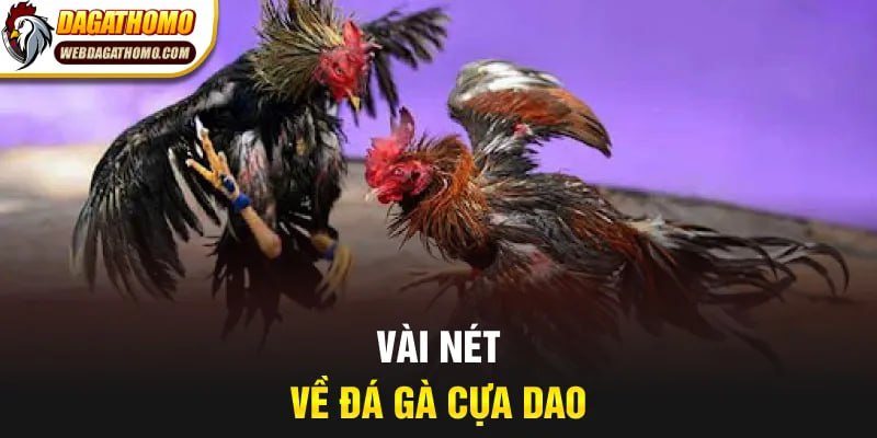 Vài nét về đá gà cựa dao
