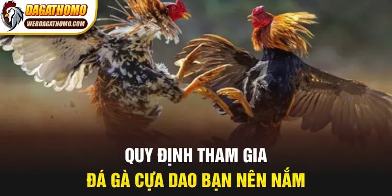 Quy định tham gia đá gà cựa dao bạn nên nắm