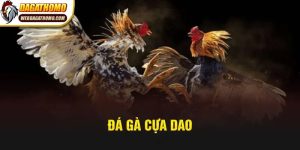 Đá gà cựa dao
