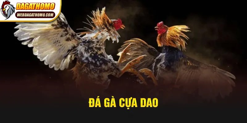 Đá gà cựa dao