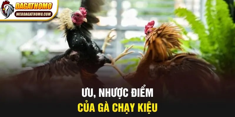 Ưu, nhược điểm của gà chạy kiệu