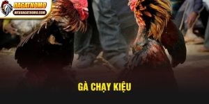 Gà Chạy Kiệu – Lối Đá Giúp Kê Hạ Gục Đối Thủ Nhanh Chóng