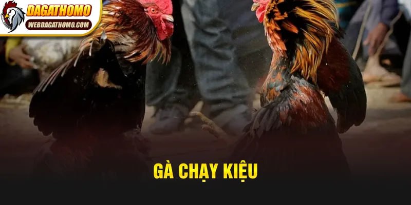 Gà Chạy Kiệu – Lối Đá Giúp Kê Hạ Gục Đối Thủ Nhanh Chóng