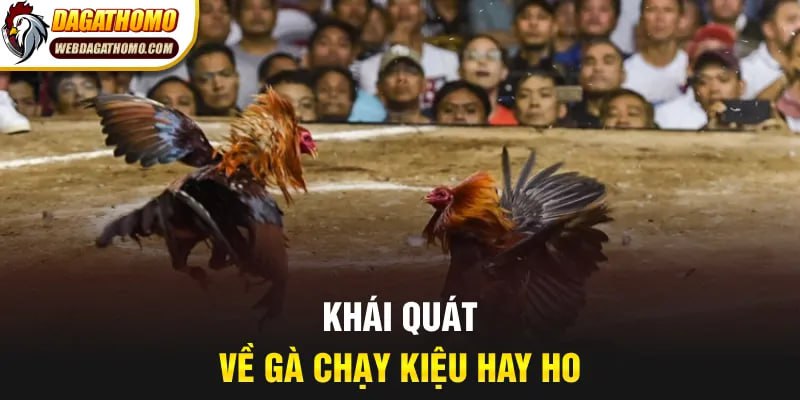 Khái quát về gà chạy kiệu hay ho