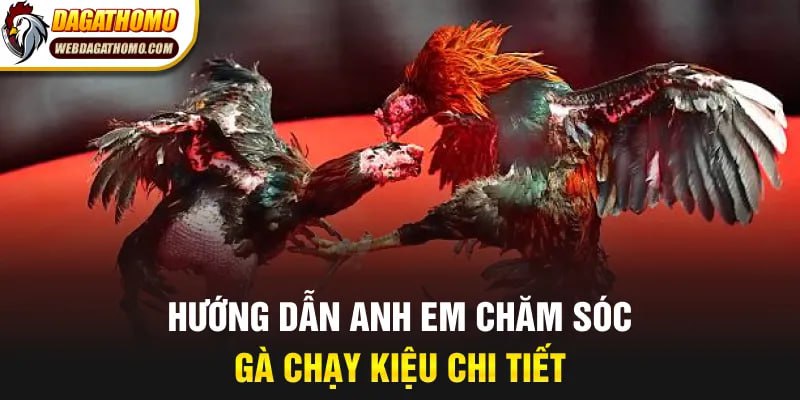 Hướng dẫn anh em chăm sóc gà chạy kiệu chi tiết