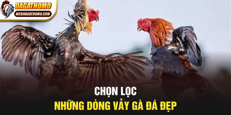 Chọn lọc những dòng vảy gà đá đẹp