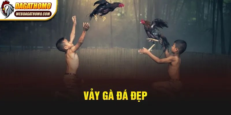 Vảy Gà Đá Đẹp – Yếu Tố Quyết Định Một Chú Gà Chiến Chất Lượng