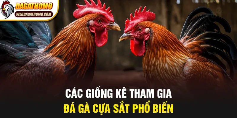 Các giống kê tham gia đá gà cựa sắt phổ biến