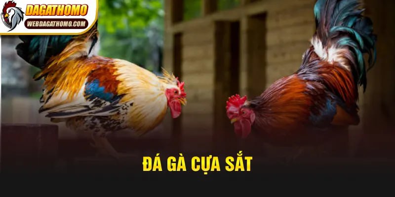 Đá gà cựa sắt