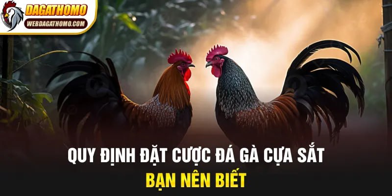 Quy định đặt cược đá gà cựa sắt bạn nên biết