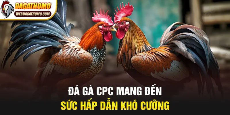 Đá gà CPC mang đến sức hấp dẫn khó cưỡng