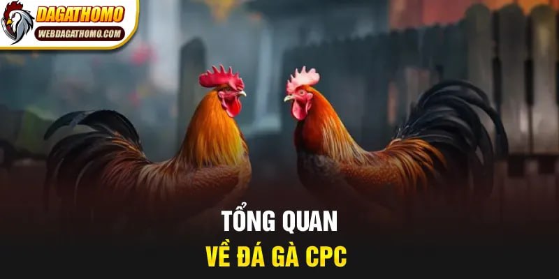 Tổng quan về đá gà CPC