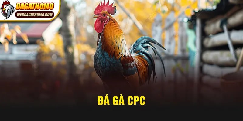 Đá Gà CPC – Hàng Nghìn Màn Tranh Tài Nảy Lửa