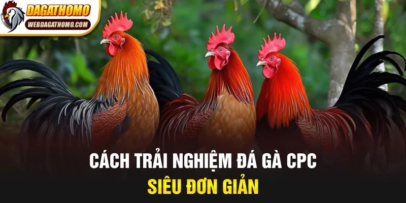 Cách trải nghiệm đá gà CPC siêu đơn giản