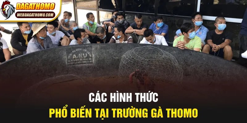 Các hình thức phổ biến tại trường gà Thomo