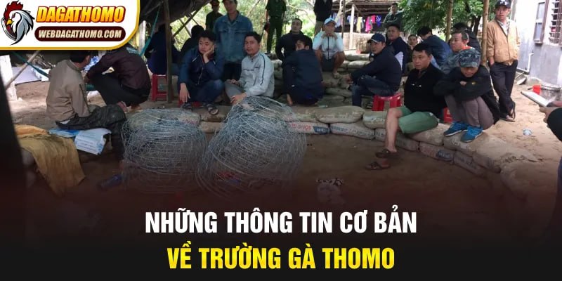 Những thông tin cơ bản về trường gà Thomo