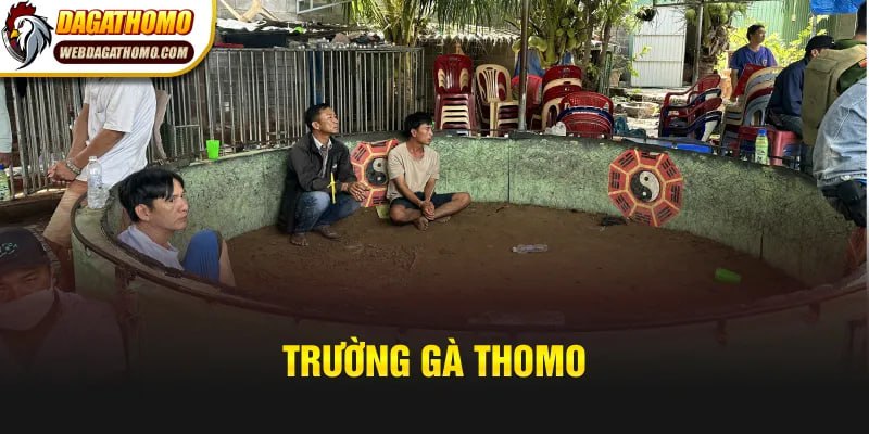 Trường Gà Thomo – Sân Chơi Đấu Kê Uy Tín Bạn Không Nên Bỏ Lỡ