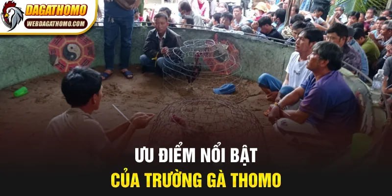 Ưu điểm nổi bật của trường gà Thomo