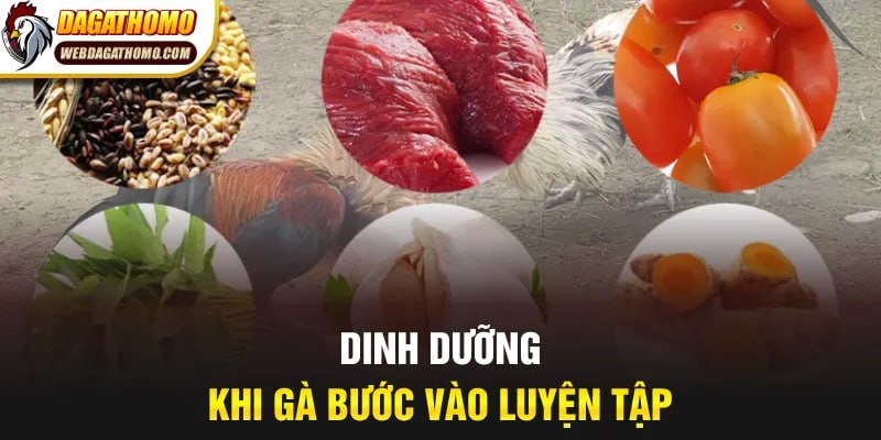 Dinh dưỡng khi gà bước vào luyện tập