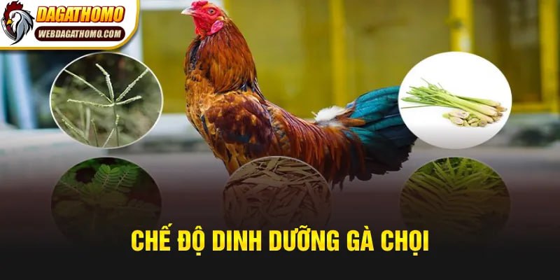 Chế độ dinh dưỡng gà chọi tại đá gà thomo