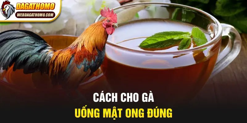 Cách cho gà uống mật ong đúng giai đoạn