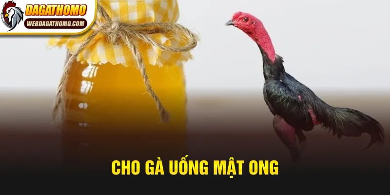 Cho gà uống mật ong