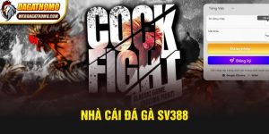 NHÀ CÁI ĐÁ GÀ SV388 – ĐIỂM ĐẾN CỦA NGƯỜI CHƠI THẬT SỰ?