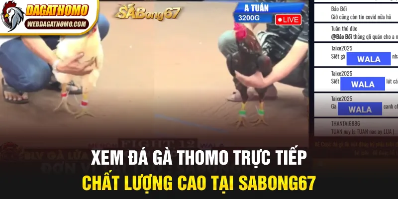Xem đá gà Thomo trực tiếp chất lượng cao tại Sabong67